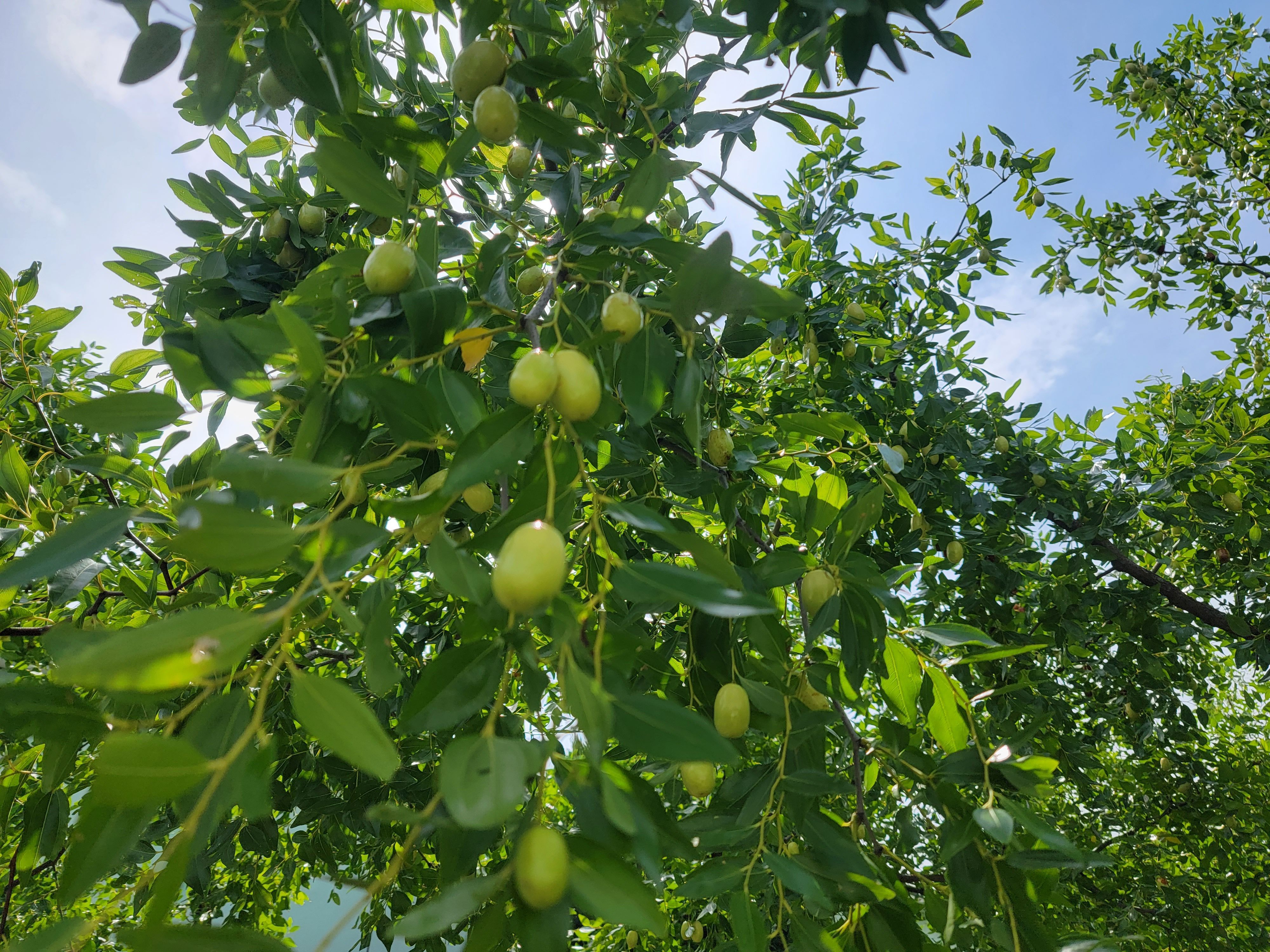 庭前八月梨枣熟 一日上树能千