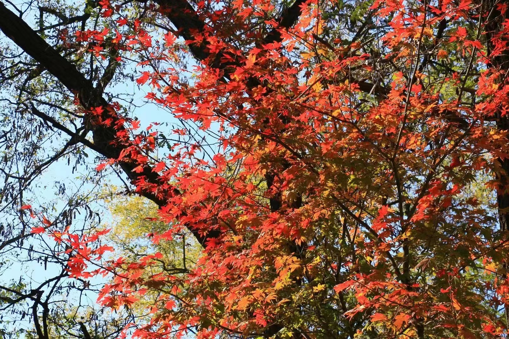 清原满族自治县：秋的色彩